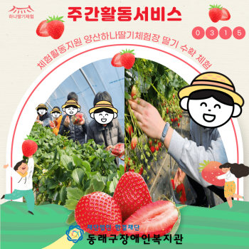 주간활동서비스 체험활동지원-딸기수확체험(24.3.15.) 이미지